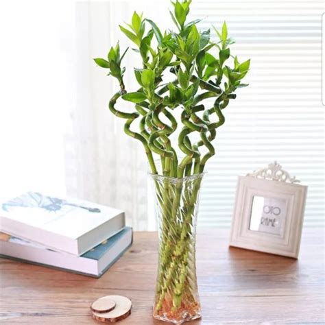 Комнатный бамбук – уход, выращивание и доставка в Минске | Lucky Bamboo