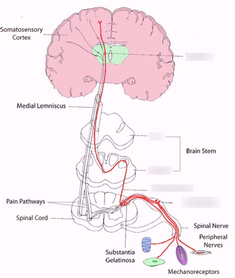 somatosensation Diagram | Quizlet