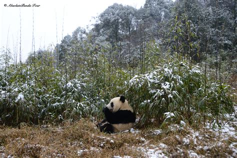 Panda in snow | Wildlife tour, Service trip, Panda in snow