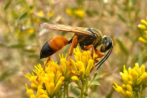 Asteraceae Beetles In The Bush