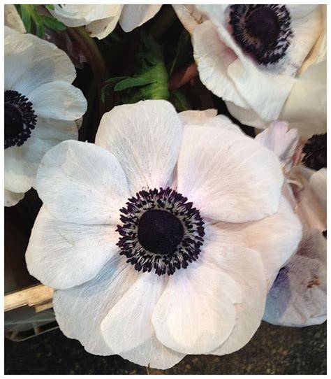 White Anemone Black Center White Anemone Flower White Anemone