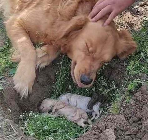 Une M Re Chienne Golden Retriever Ne Peut Pas Accepter La Mort De Ses