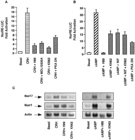 Pka Camkii And Calcium Dependence Of Crh And Camp Stimulation Of