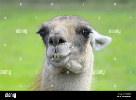 Lama Stock Photo Alamy