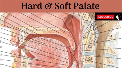 Soft And Hard Palate Anatomy