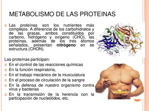 Metabolismo De Las Proteinas