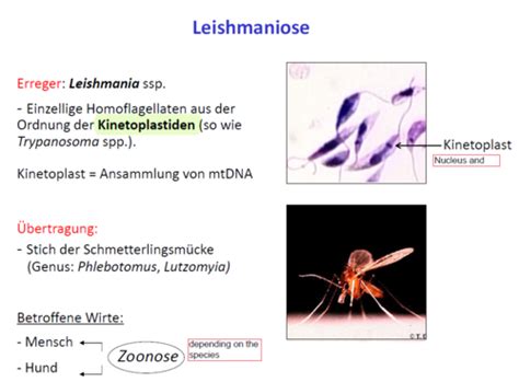 Leishmania Flashcards Quizlet