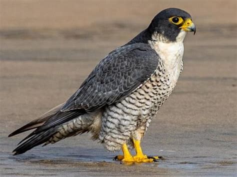 Falconidae Browse by Family, All About Birds, Cornell Lab of Ornithology