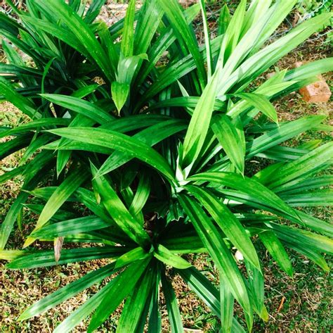 The Pandan plant. The leaves are used by the locals as flavor on food ...