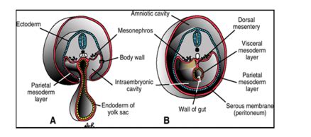 Embryogenesis 2 Gastrulation Neurulation And Embryonic Folding