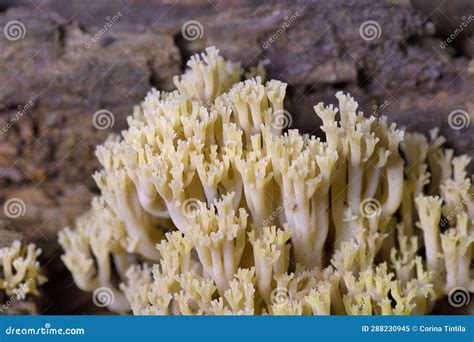 Artomyces Pyxidatus Is A Coral Fungus That Is Commonly Called Crown