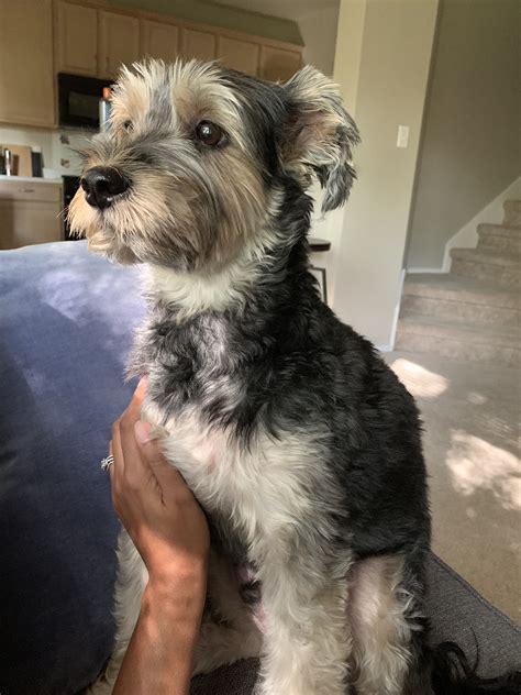 Schnauzer Yorkie Poodle Mix