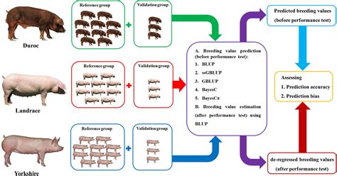 Duroc Pig Characteristics