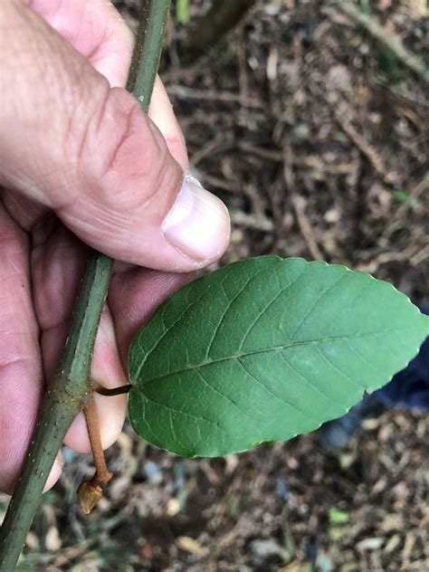Kangaroo Vine From Redbank Creek Qld 4312 Australia On July 6 2023 At