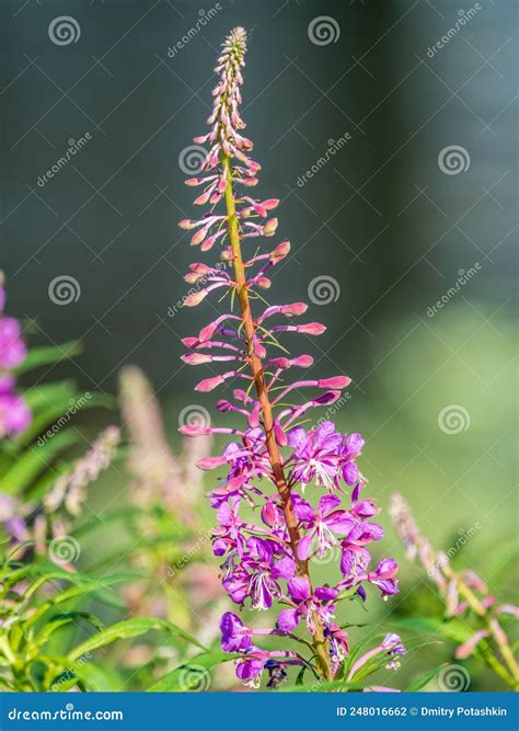 Flowers Of Fireweed Chamaenerion Angostifolium On A Sunny Summer Day