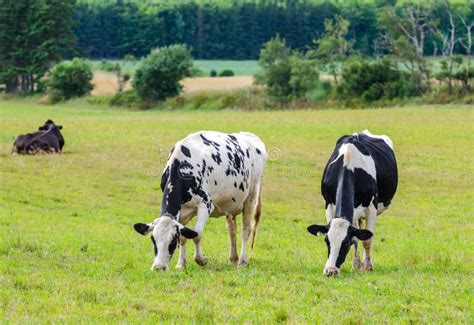 Holstein Friesians Dairy Cow Grazing In A Meadow Stock Photo Image