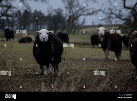 Herdwick sheep in the Lake District Stock Photo - Alamy