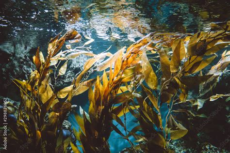 Underwater view of green plants Stock Photo | Adobe Stock