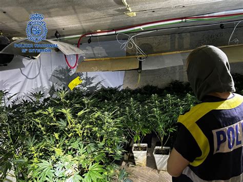 Cuatro Detenidos Por Cultivar Y Vender Marihuana En Una Casa De Palma