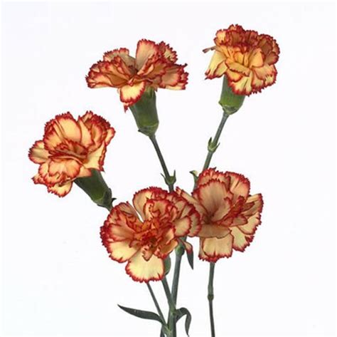 Carnation Spray Carimbo Cut Spray Carnations Flower Suppliers