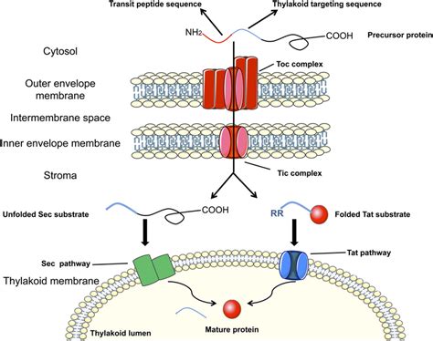 Targeting of proteins to the chloroplast thylakoid lumen. The diagram... | Download Scientific ...