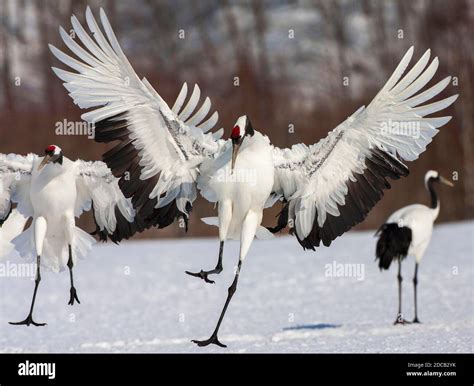 Manchurian Crane Red Crowned Crane Grus Japonensis Two Cranes