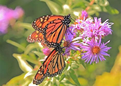 10 Butterfly Garden Ideas