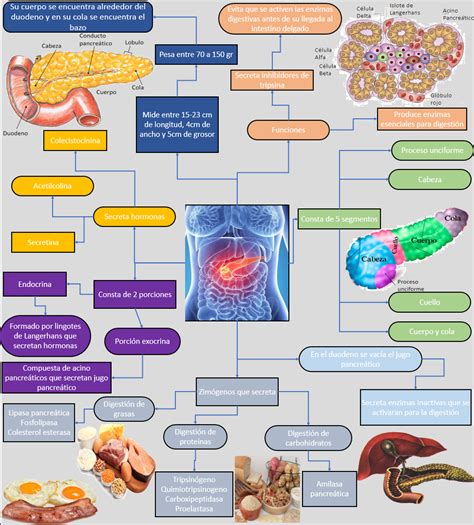 Cancer De Pancreas Mapa Conceptual Images And Photos Finder