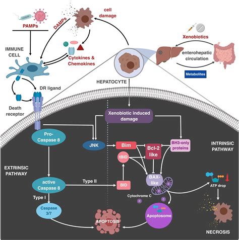 Drug Classifications Inflammation Immune System Bank Home