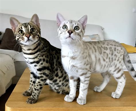Bengal Cats