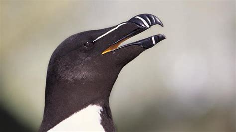 Charadriiformes - Aves