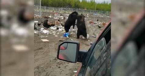 Intense Bear Fight At Nwt Garbage Dump Caught On Video National Globalnewsca