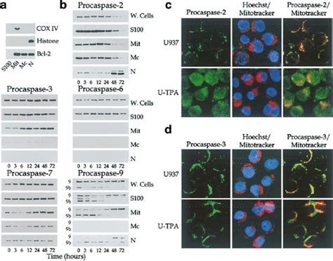 Subcellular Redistribution Of Procaspases Associated With Tpa Induced