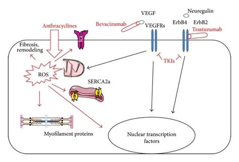 Schematic Representation Of The Main Mechanisms By Which Cardiomyocytes