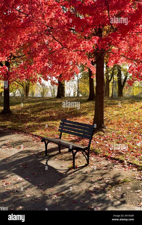 A park bench in autumn Stock Photo - Alamy