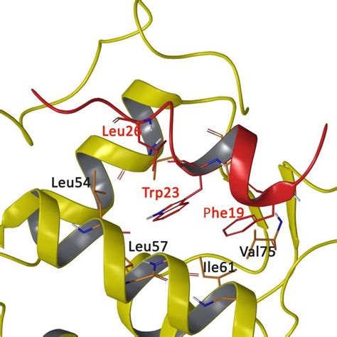 Interaction Diagrams Of The N Terminal Domain With The Protein Core A