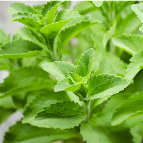 Stevia Herb Firefly Farm And Mercantile