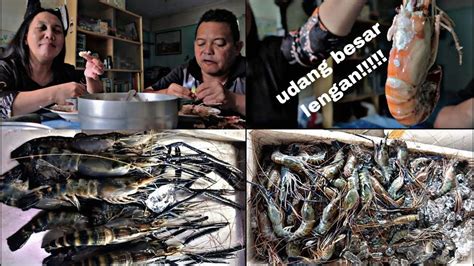 Udang Galah Besar Lengan Sg Passin Sarawak Youtube