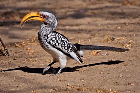 File:Tockus leucomelas -Kalahari Desert, Botswana -8.jpg - Wikipedia