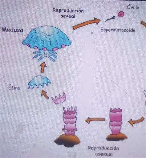 Elabora un mapa conceptual de cómo se reproducen las medusas Brainly lat