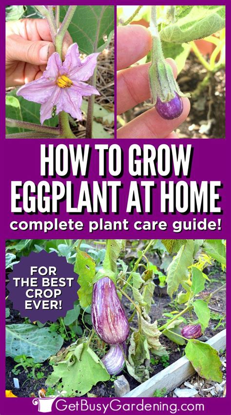 Image Of An Eggplant Flower Over An Image Of An Eggplant Plant Growing