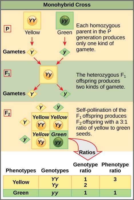 Chapter 10 Mendel’s Peas And Punnett Squares Introductory Biology I