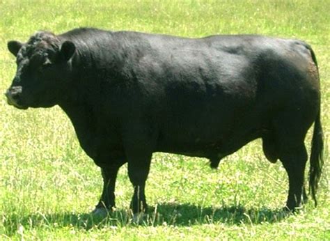 Lowline Cattle: Origin, Characteristics, Uses, Photo