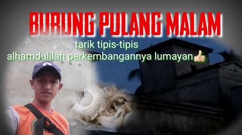 Tarikan Burung Pulang Kandang Tarik Tipis Tipis Jika Rbw Galau Wajib