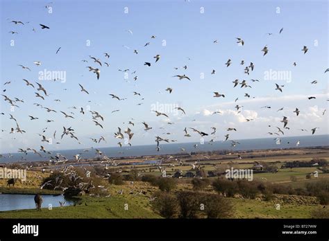 Birds Various Birds Hi Res Stock Photography And Images Alamy