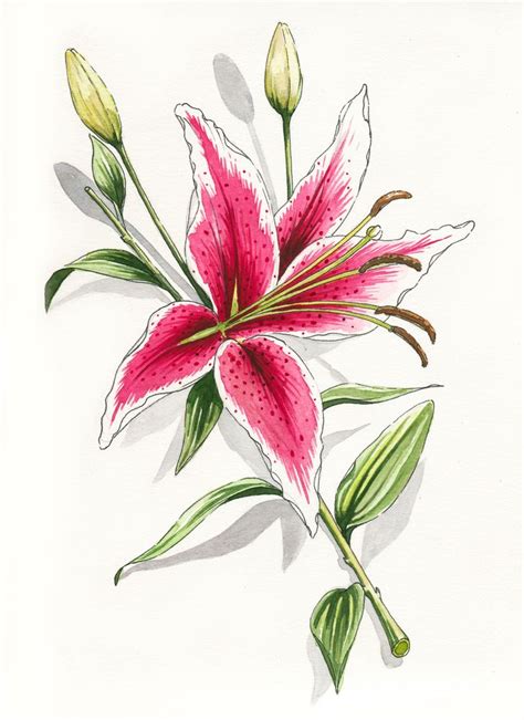 Art Prints Printed Wall Decor Society6 Watercolor Stargazer Lily