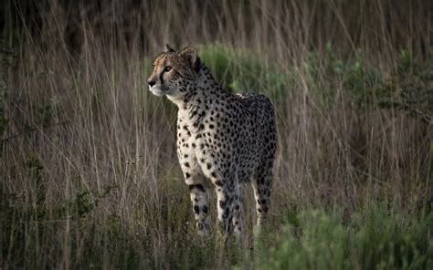 Photojournalist Ronny Sens Cheetah Adventure Of A Lifetime