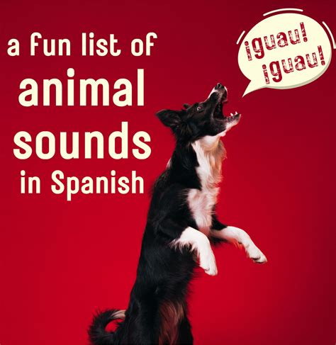 Animal Sounds In Spanish A Fun List Of Spanish Onomatopoeias