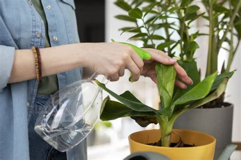 Cuál Es El Mejor Horario Para Regar Las Plantas Jardinería Y Hogar