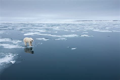 R Chauffement Climatique Les Banquises De L Arctique Bient T Priv Es